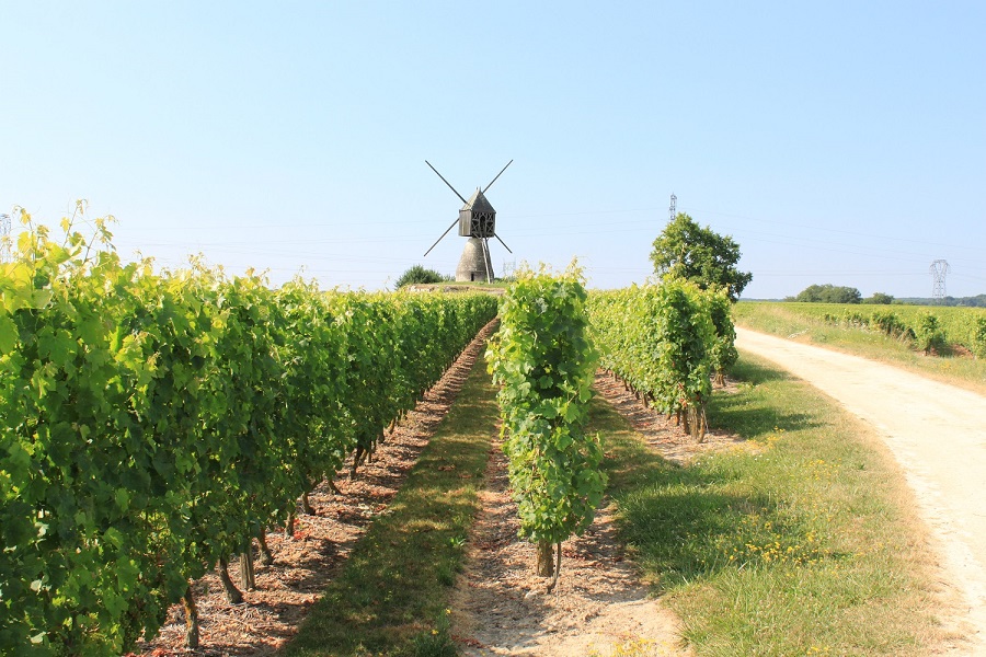 À vélo : l'AOC Saumur blanc