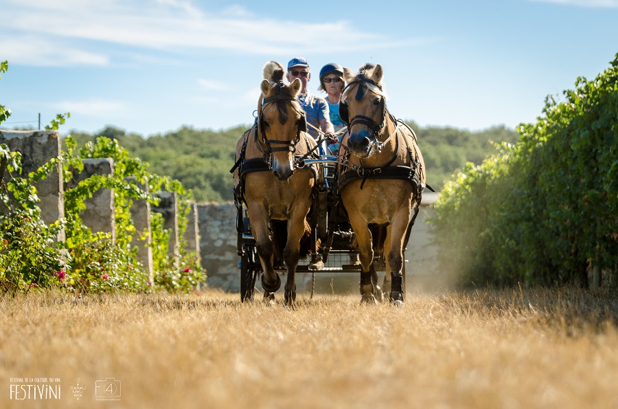 VIGNES À CHEVAL : DÉCOUVRIR L'AOC SAUMUR-CHAMPIGNY EN CALÈCHE