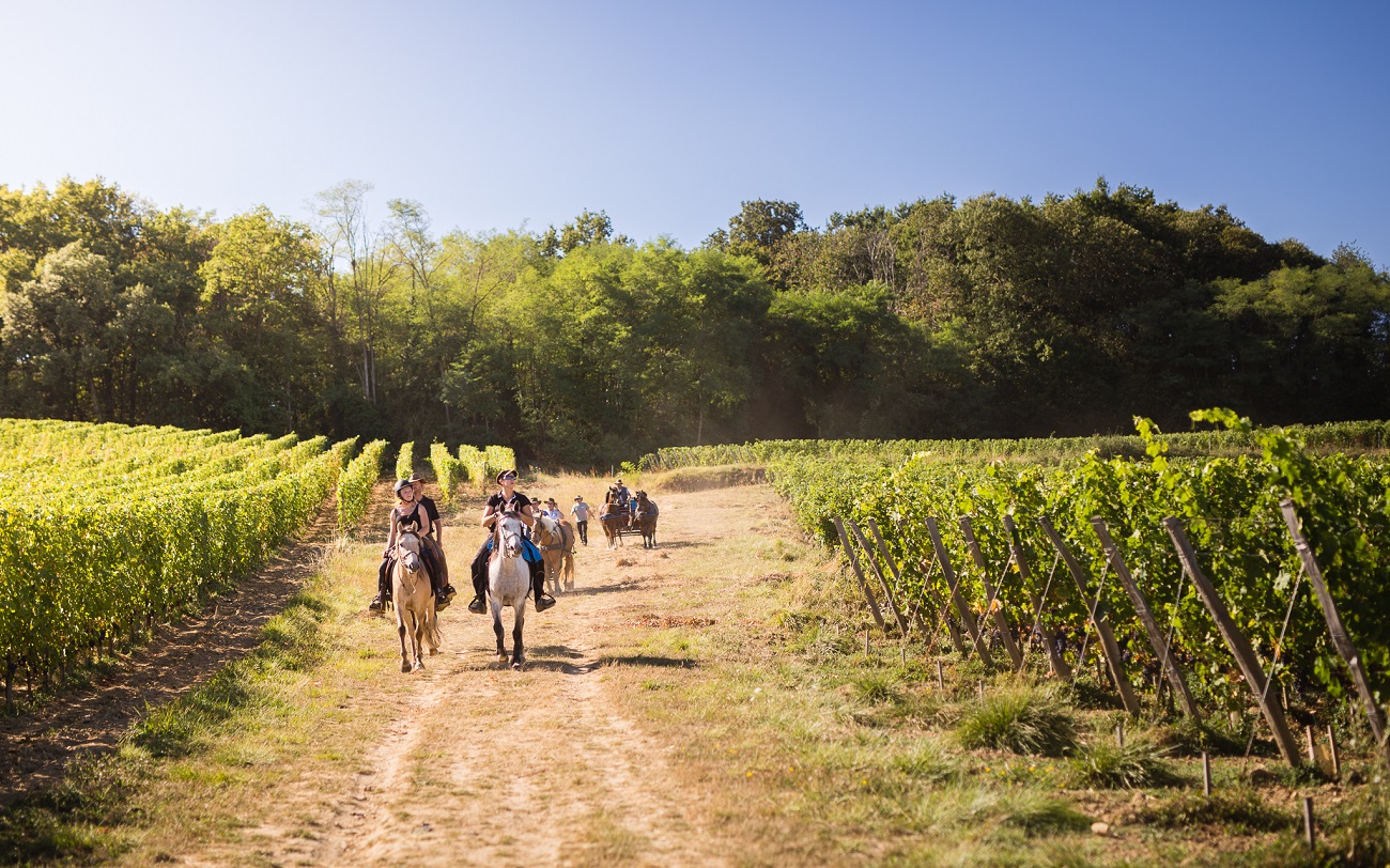 Saumur vignoble equivini Frédéric.Ayroulet F4