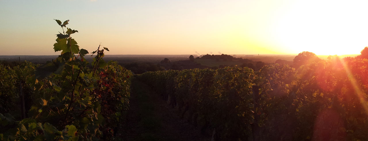 le vignoble saumurois