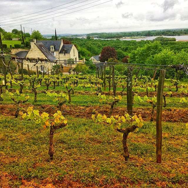Domaine Pierre-Adrien Vadé