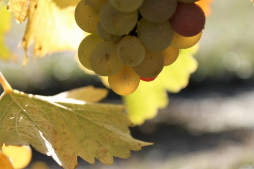 Domaine de la Chesnaie_po