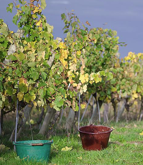 Domaine La Croix des Loges - Famille Bonnin