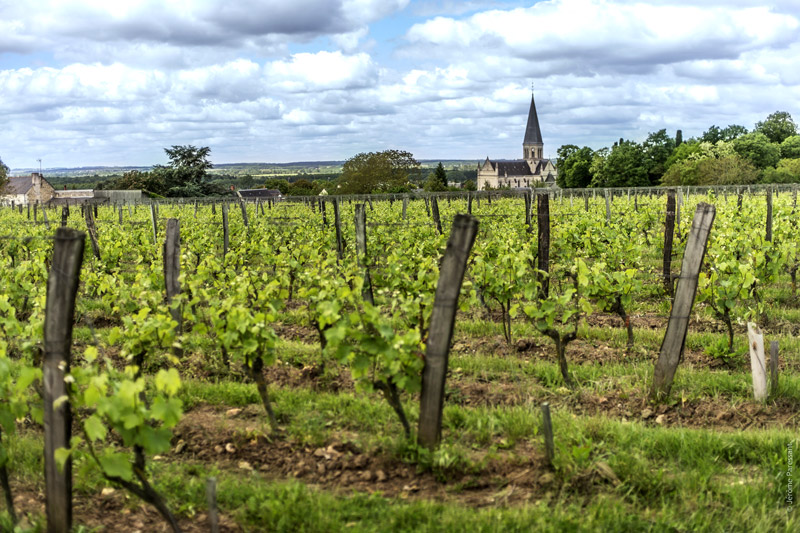 Domaine Guiberteau