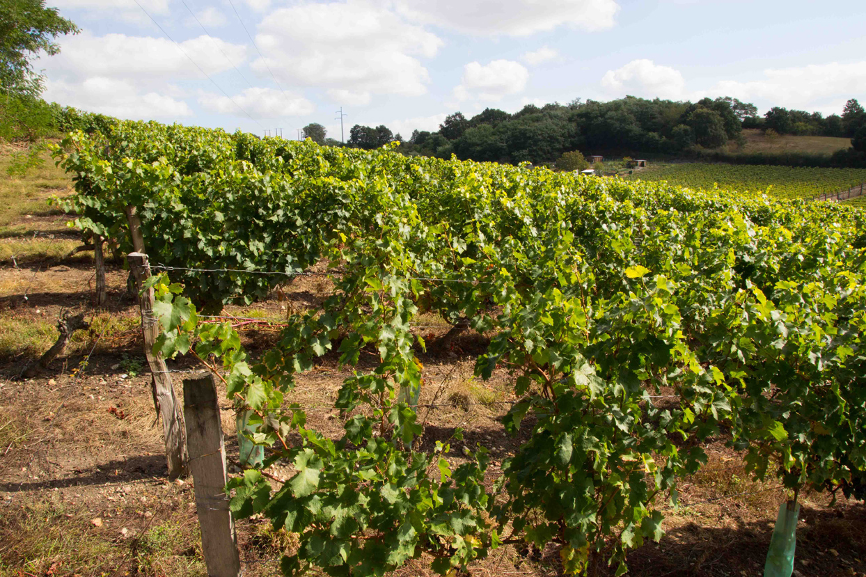 Domaine du Bourg Neuf