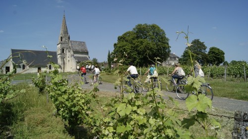 À vélo dans le vignoble saumurois