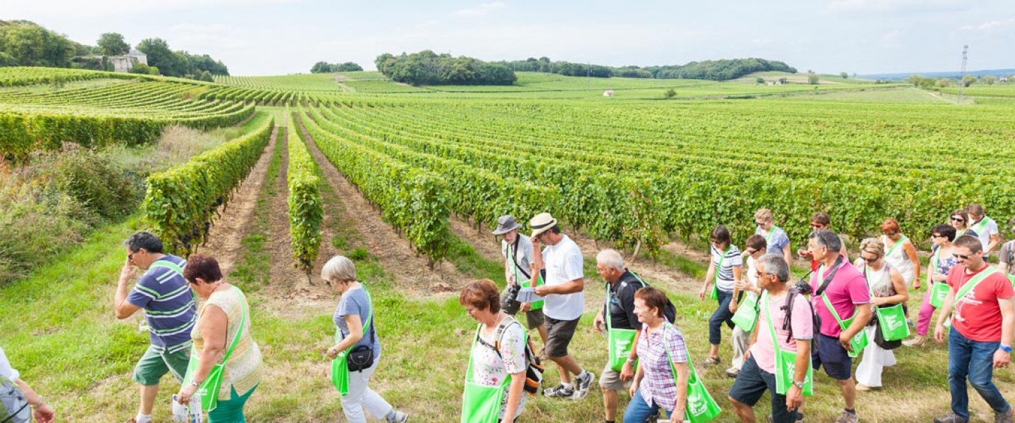 Saumur-Champigny