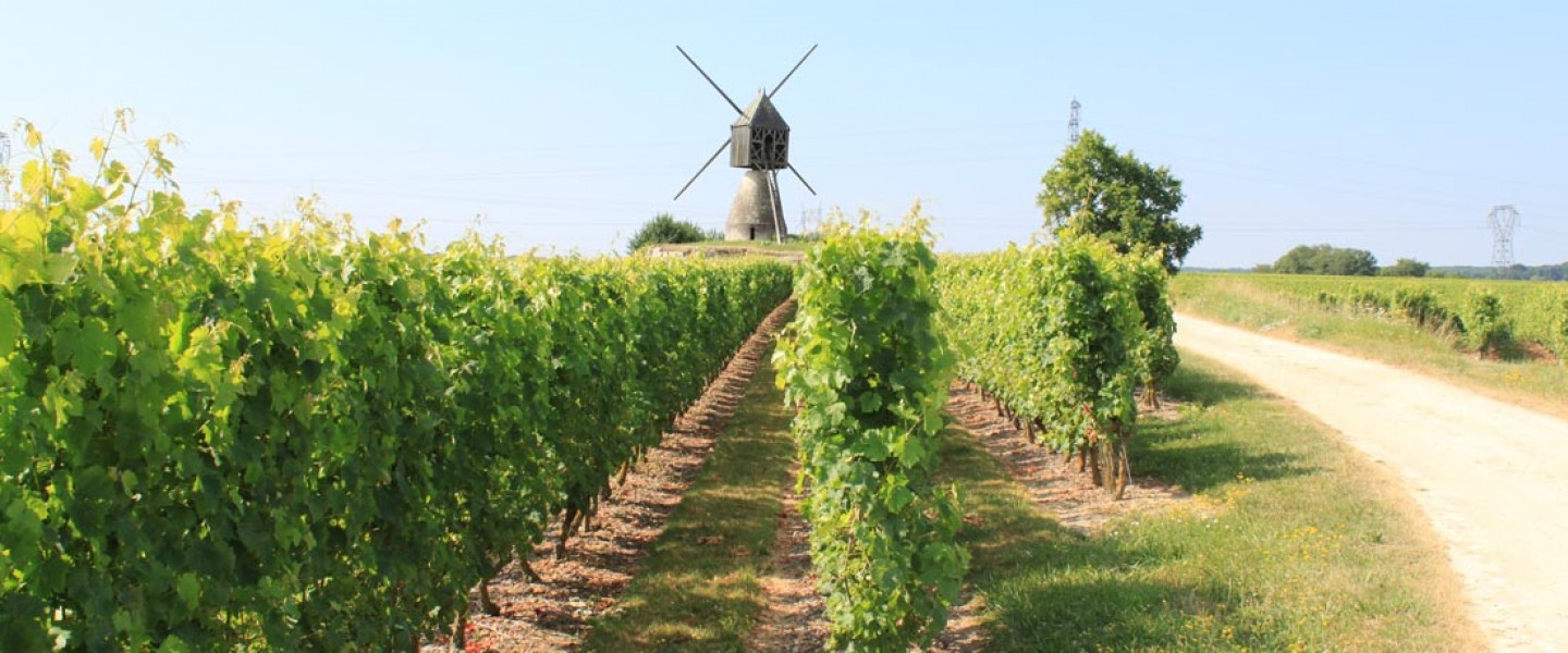 Coteaux de Saumur 