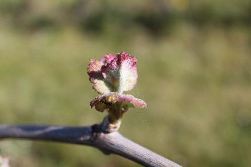 Le Cabernet de Saumur devient Saumur rosé