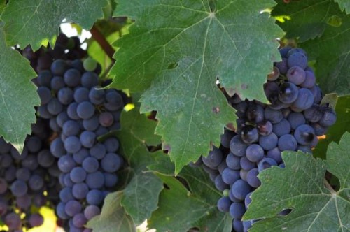 Domaine du Clos Saint Maur_po