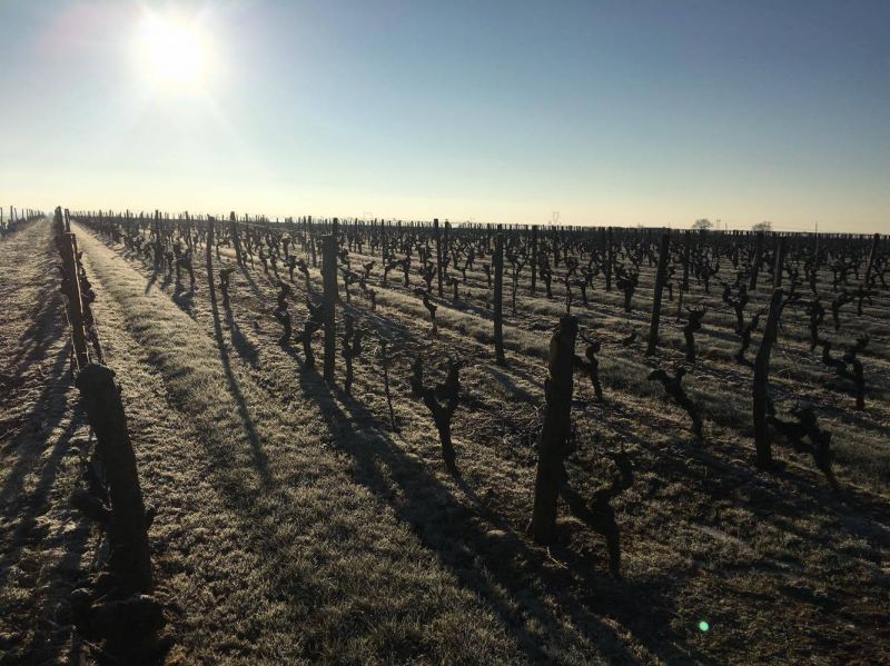 Domaine Leduc-Frouin, La Segneurie 