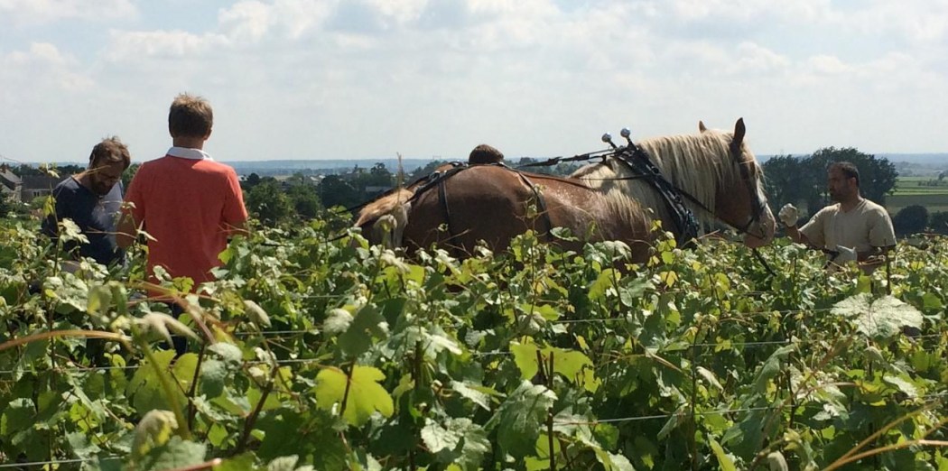 Domaine des Roches Neuves