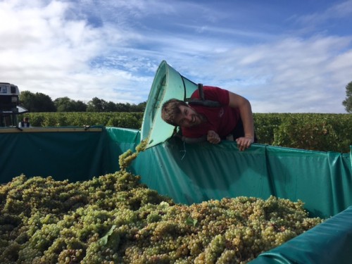 Vendangeur d'un jour - Domaine du Moulin de l'Horizon
