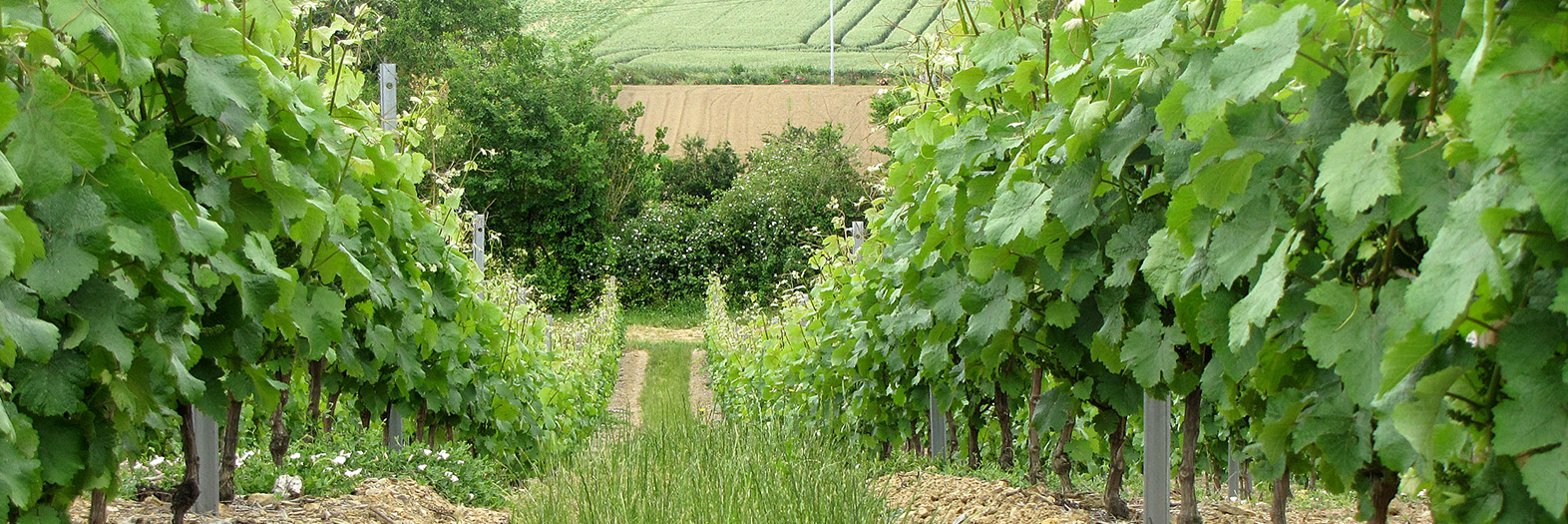 Domaine Bodineau